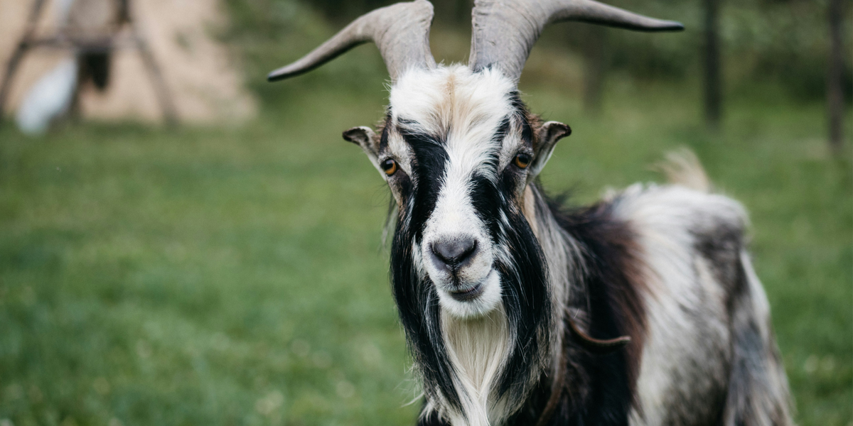 The GOAT Phenomenon: Inside Crypto's Most Fascinating AI Experiment